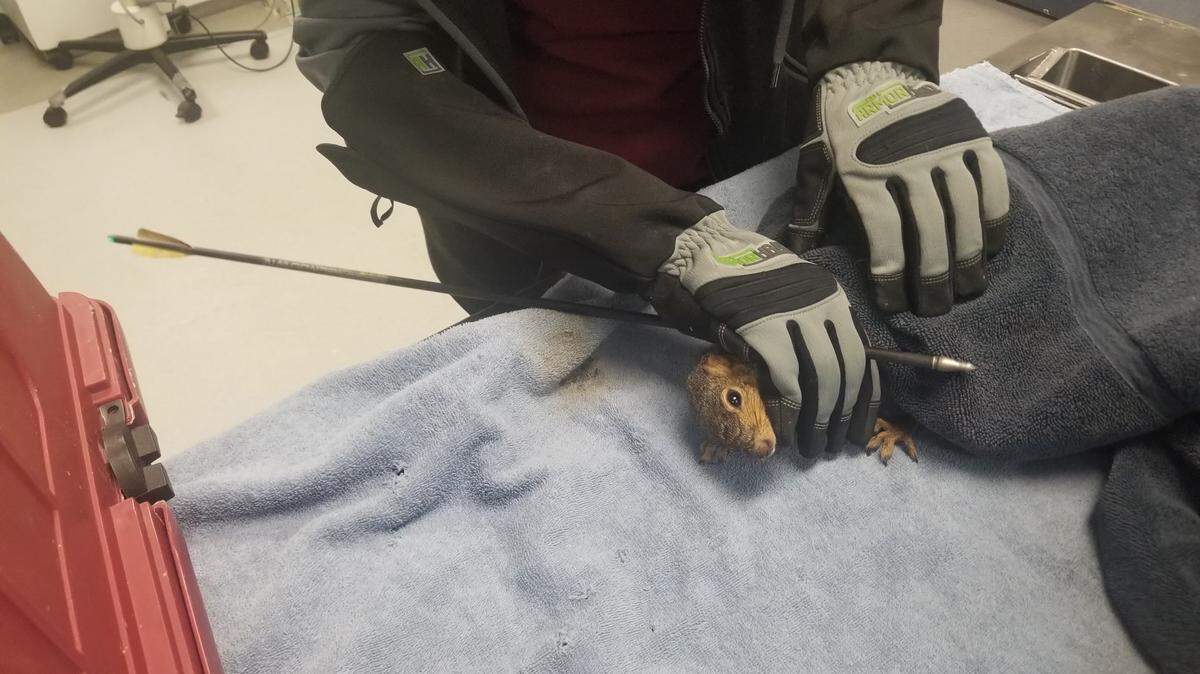 A member of the Idaho Humane Society’s medical staff treats an injured squirrel after it was shot by an arrow. The squirrel was captured by the Humane Society after a homeowner called about the wounded squirrel with an arrow piercing its body.