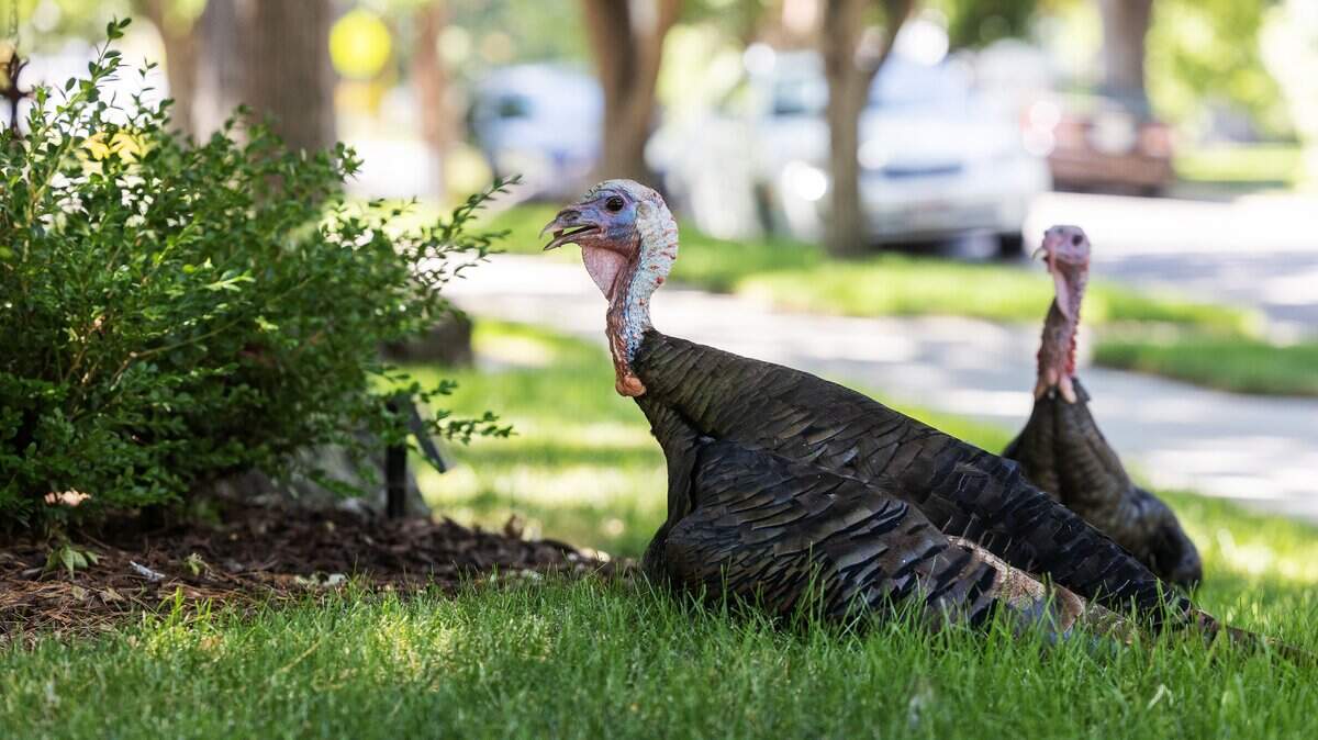 Two wild turkeys sit in the shade outside of a North End home in Boise, Thursday, July 31, 2025.