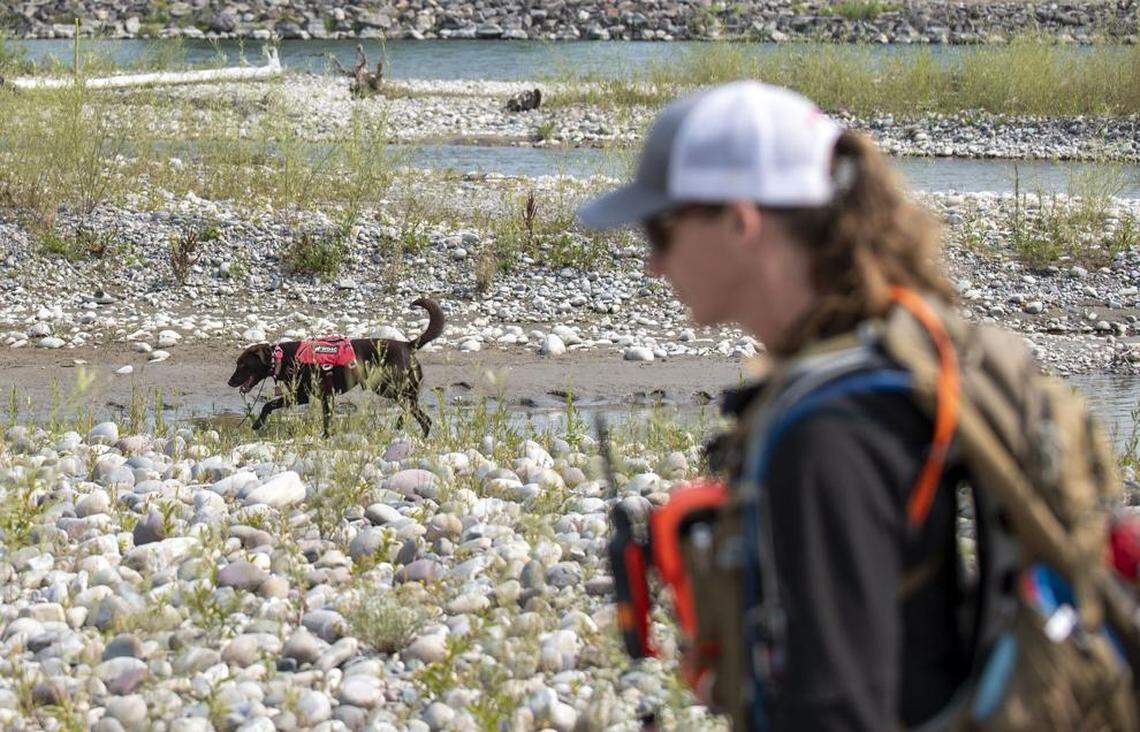 Finn and her handler, Lauren Wendt, walk along an island in the Snake River south of the Wilson Bridge in late-August searching for invasive plants. Finn and Wendt spent about two years as a disaster search and rescue dog team before joining Working Dogs for Conservation.