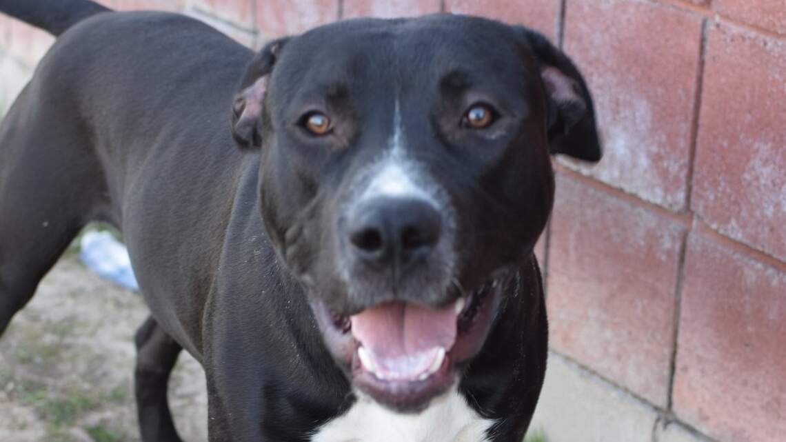 Canyon County Pet of the Week: Boss
