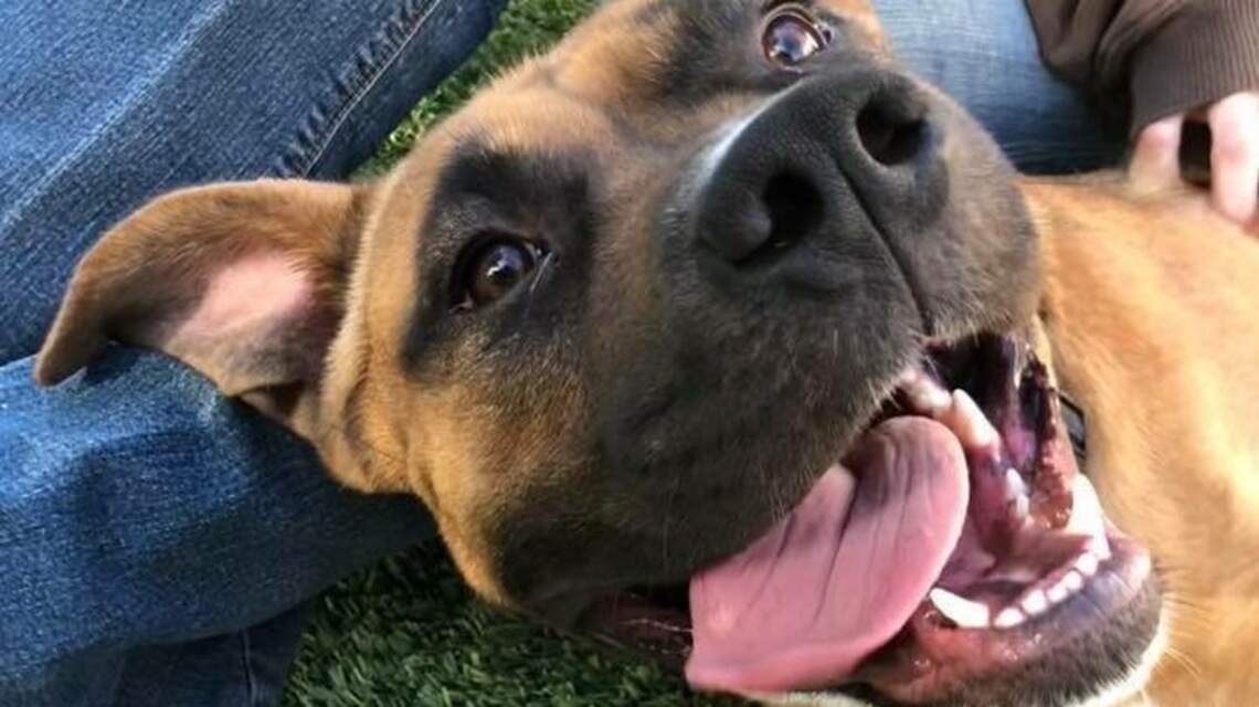 Meridian Pet of the Week: Sasha