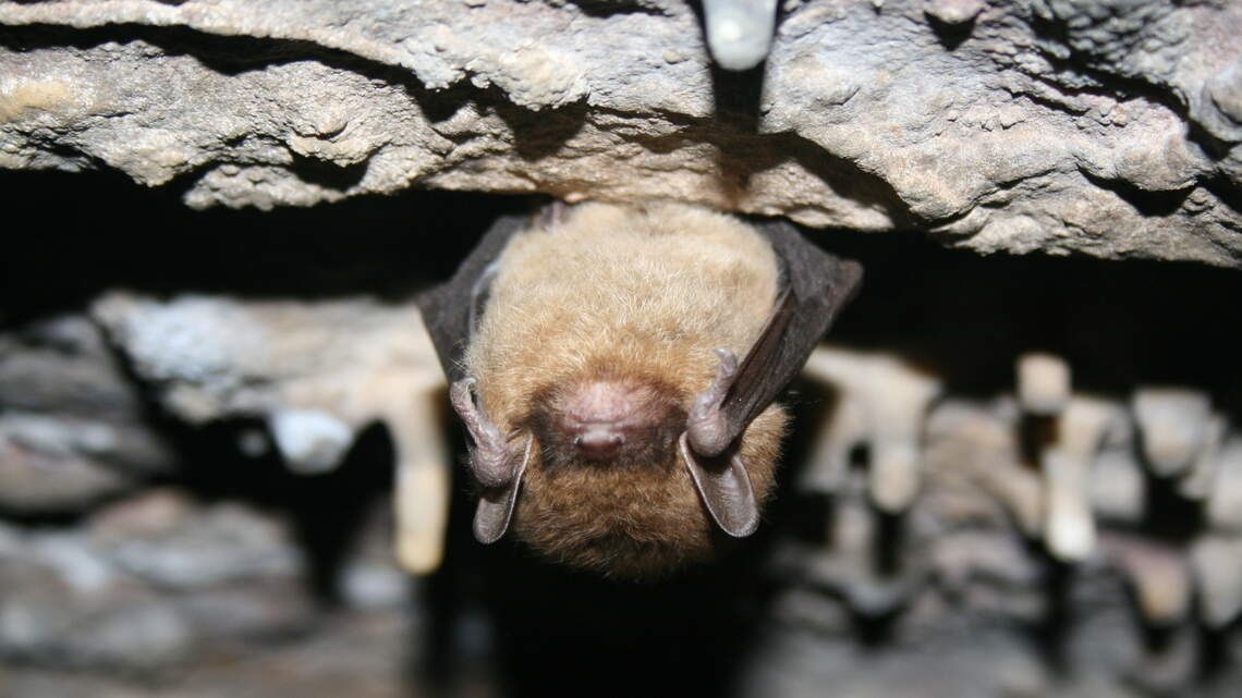 More rabid bats reported in Idaho this year than 2024, 2025 combined