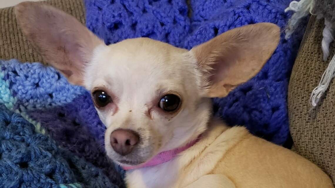 Meridian Pet of the Week: Mia