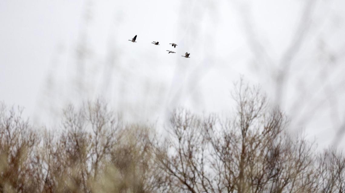 Geese are a common sight at Deer Flat National Wildlife Refuge, which they often migrate through.