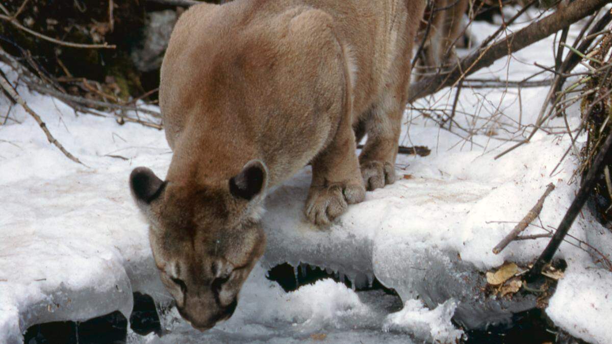 A mountain lion sips water from a creek in what is now Idaho’s Frank Church River of No Return Wilderness Area. In the nearby Wood River Valley, Fish and Game killed a female mountain lion that killed 20 domesticated animals.