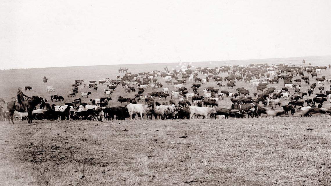 Visting Boise in 1870s-80s was way to share livestock news, especially how cattle fared