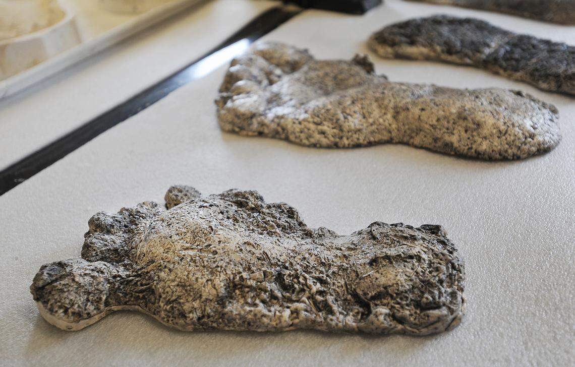 A few different Sasquatch feet casts lie on the counter of Jeff Meldrum ‘s office on Aug. 17, 2012, in Pocatello, Idaho. Meldrum currently has more than 200 different Sasquatch foot casts and his working on archiving all of them into a digital database.