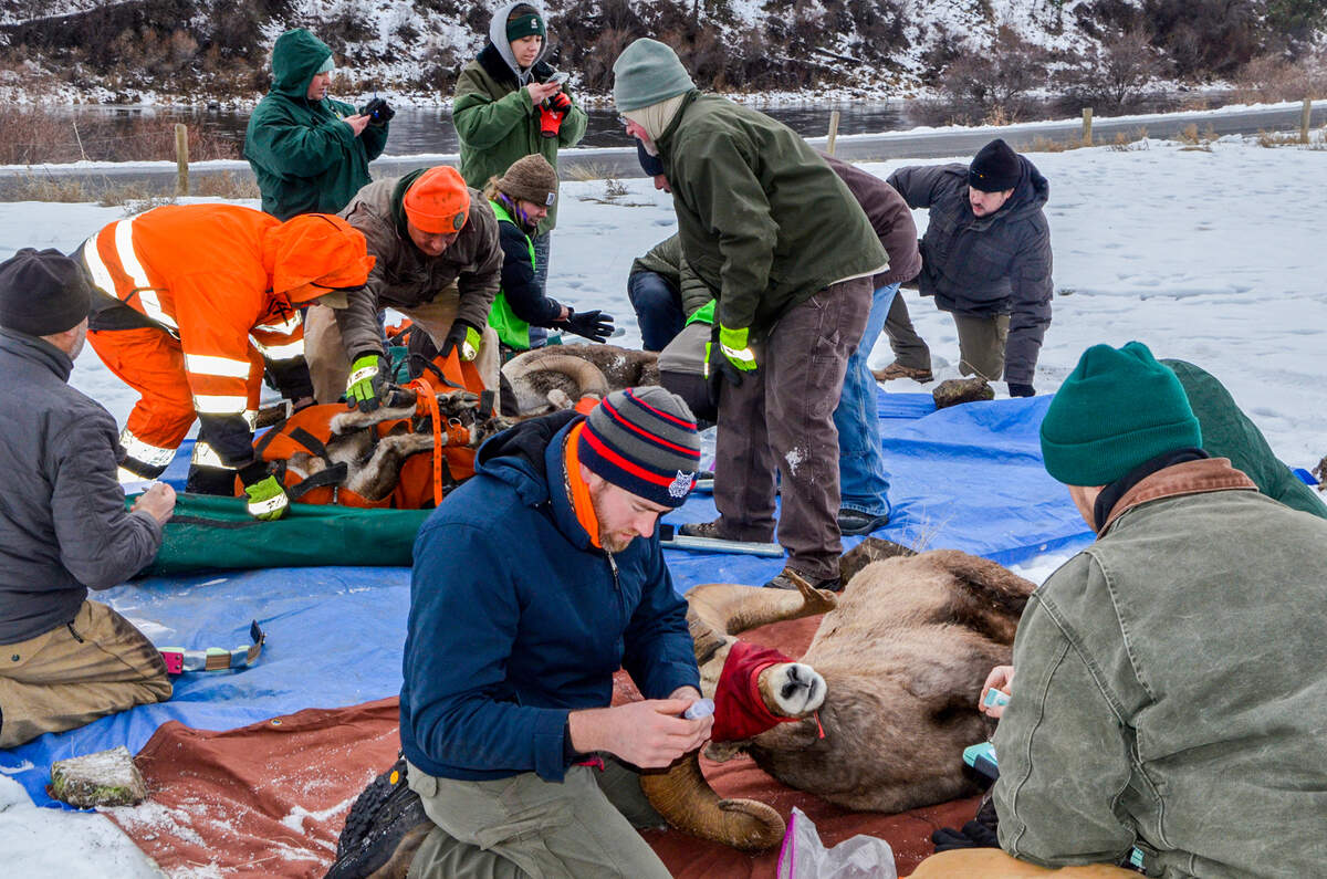 Biologists and wildlife technicians from the Washington Department of Fish and Wildlife work to process bighorn sheep captured along the Grande Ronde River in the southeastern corner of the state.