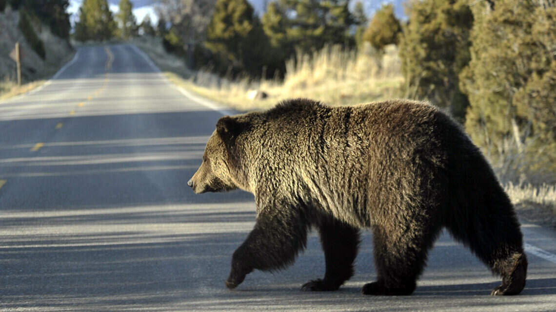 Yellowstone’s improved grizzly bear population means more conflicts with people