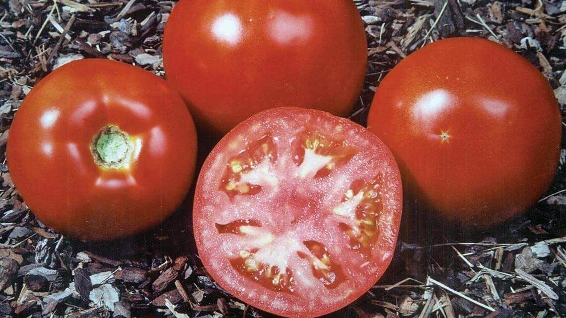 Gardening: Tomatoes grown at home taste better, but learn which seeds to buy