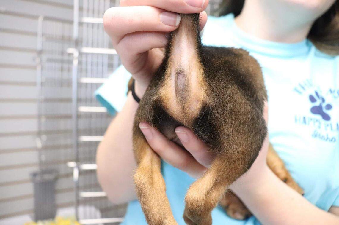 The Idaho Humane Society shared this photo on Facebook of Duckie, a puppy surrendered after his owners realized they’d never seen him have a bowel movement. The puppy was born with no anus, as seen in this photo prior to surgery performed by IHS veterinarians. Duckie is now able to defecate on his own.