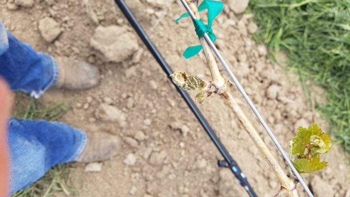 Chardonnay buds from Skyline Vineyards that have been damaged by the cold are seen on May 10. Both buds are post-break and at the early stages of leaf spread.