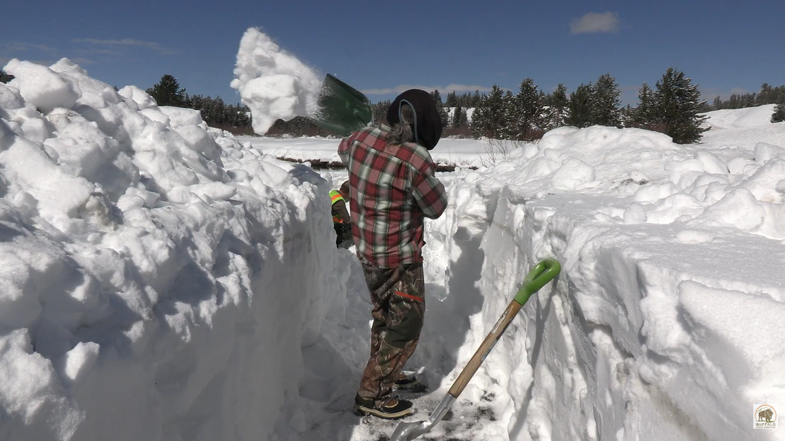 Passionate volunteers carve tunnels in Yellowstone’s deep snow to safeguard bison migration this spring.