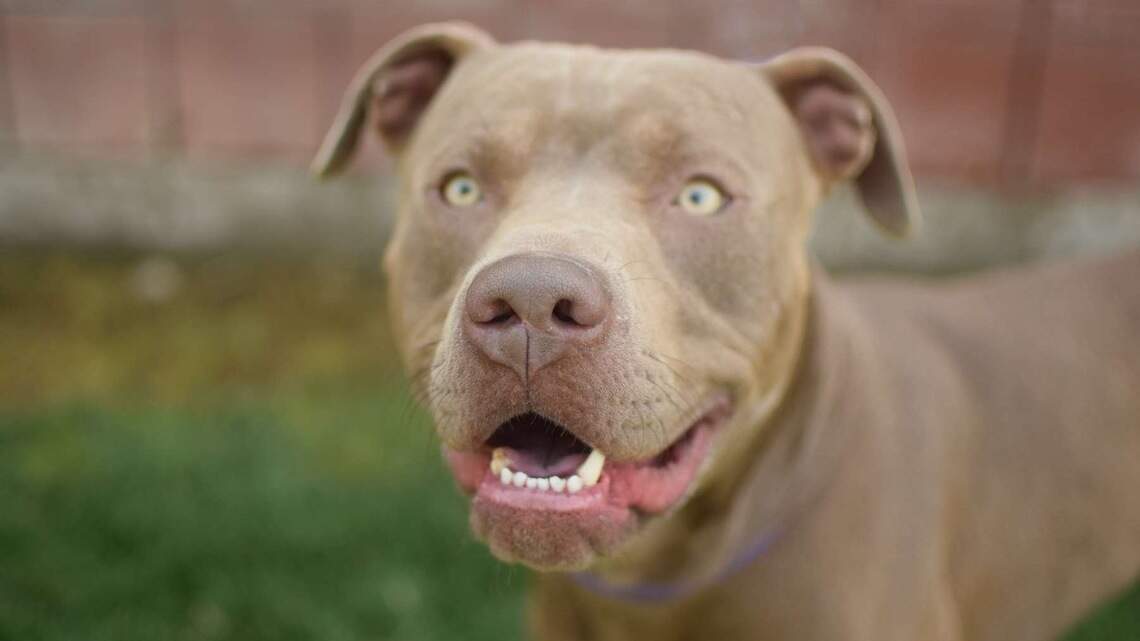 Canyon County Pet of the Week: McJagger