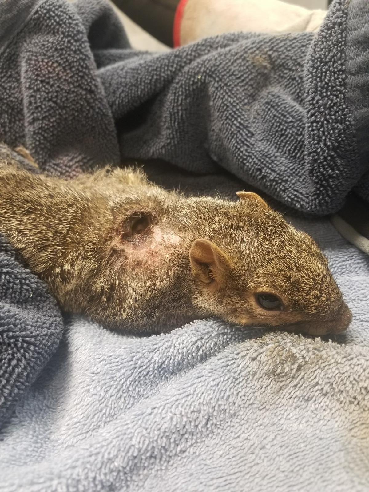 Less than a week after treatment, the squirrel’s new caregiver is optimistic the squirrel will be able to be released back into nature.