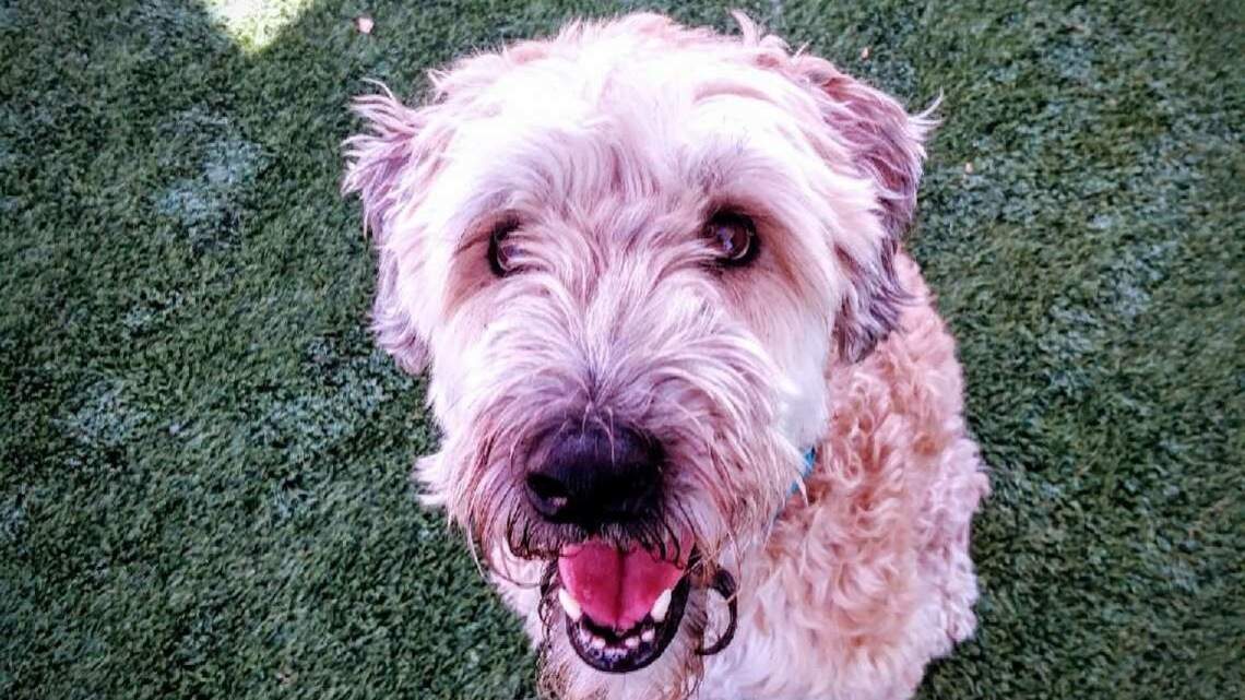 Meridian Pet of the Week: Jake