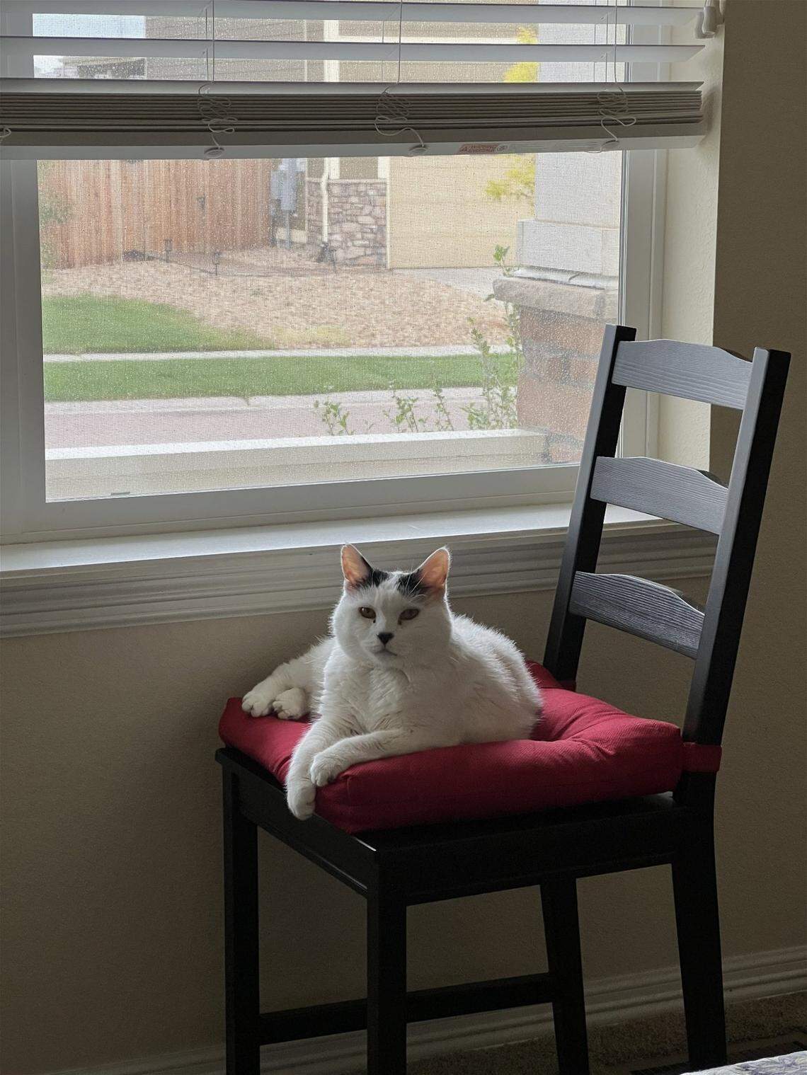 Mama, is a senior — which are not always as in-demand as kittens are.