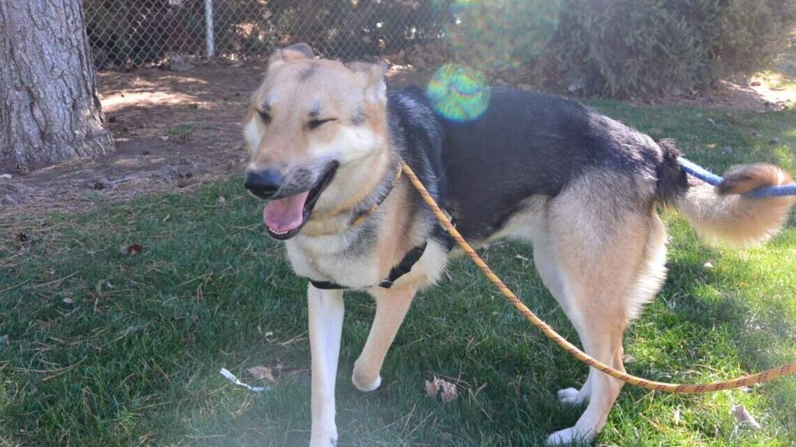 Meridian Pet of the Week: Ruby