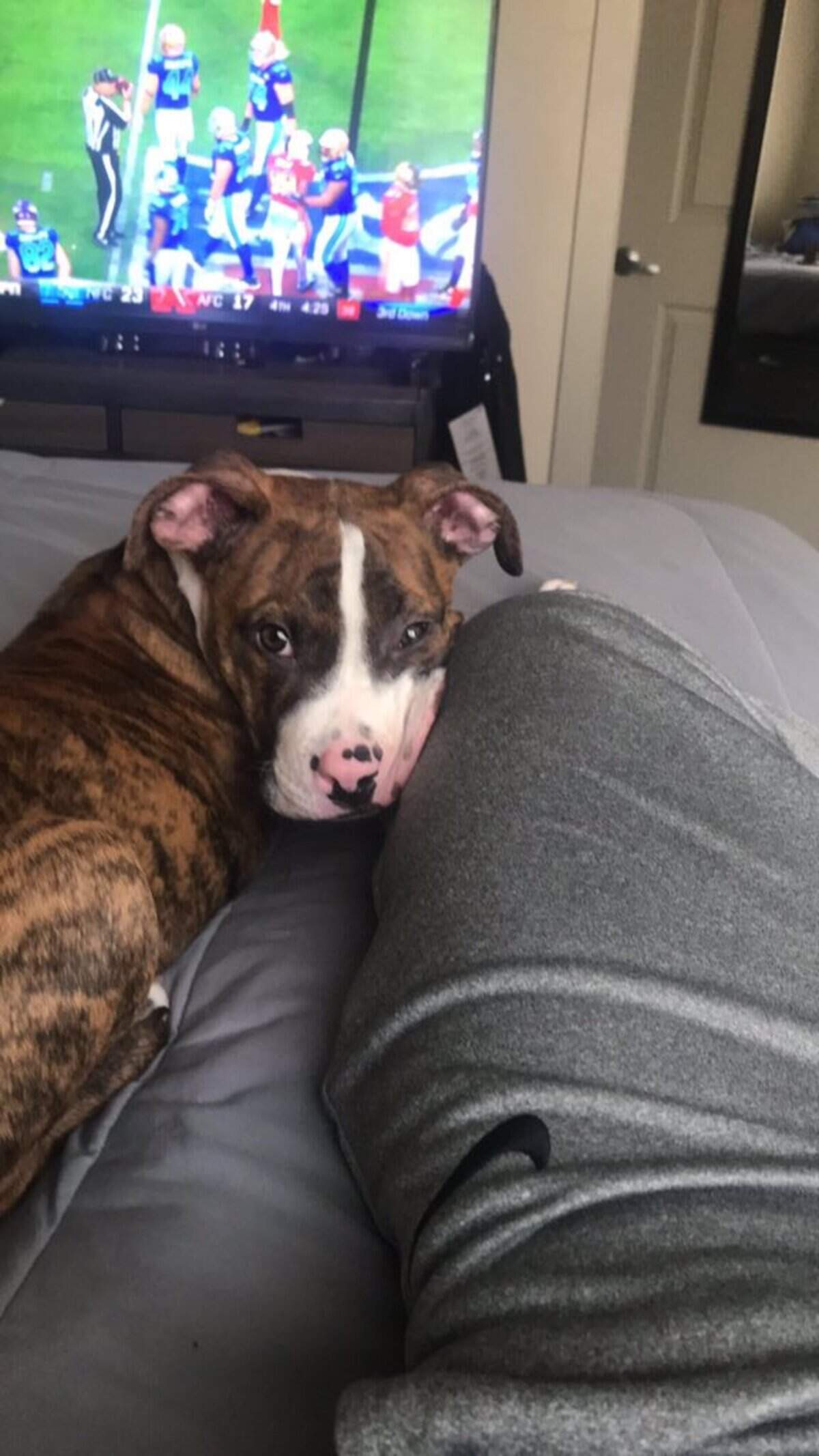 Boise State receiver Akilian Butler watches the Pro Bowl in late January with his dog, Boss.