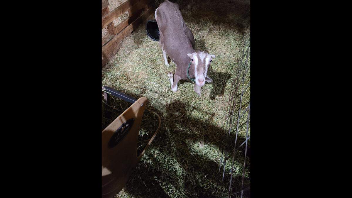 A goat named Tina by a PETA undercover investigator at Grand Barr Dairy in Nyssa, Oregon, leans on her knees in a pen. The investigator said in an affidavit that Tina struggled to stand and moved primarily by walking on her knees and hind legs.