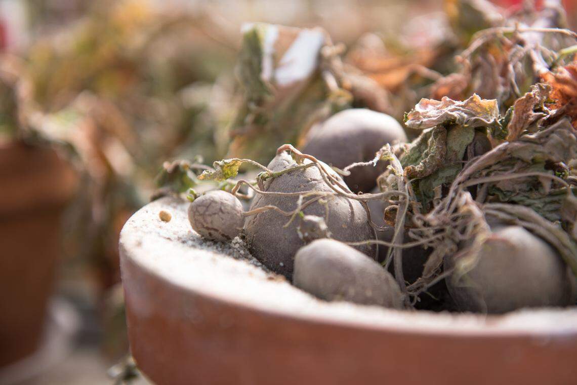 Potted potato plants in the University of Idaho Palouse Research, Extension and Education Center under study in 2015.