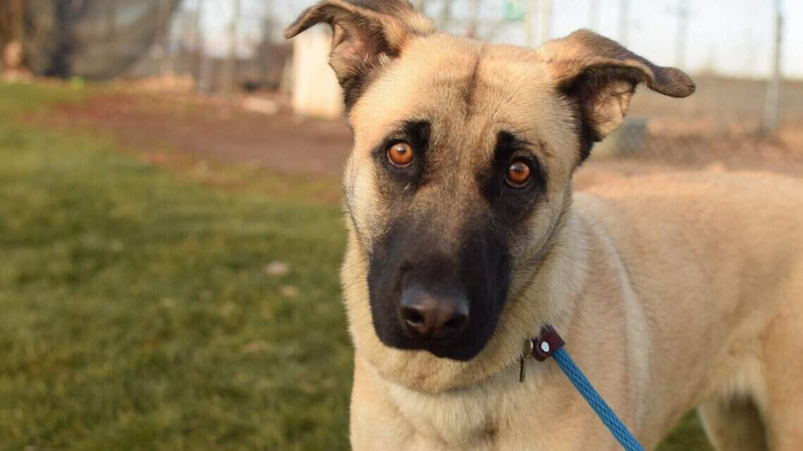 Canyon County Pet of the Week: Meadow