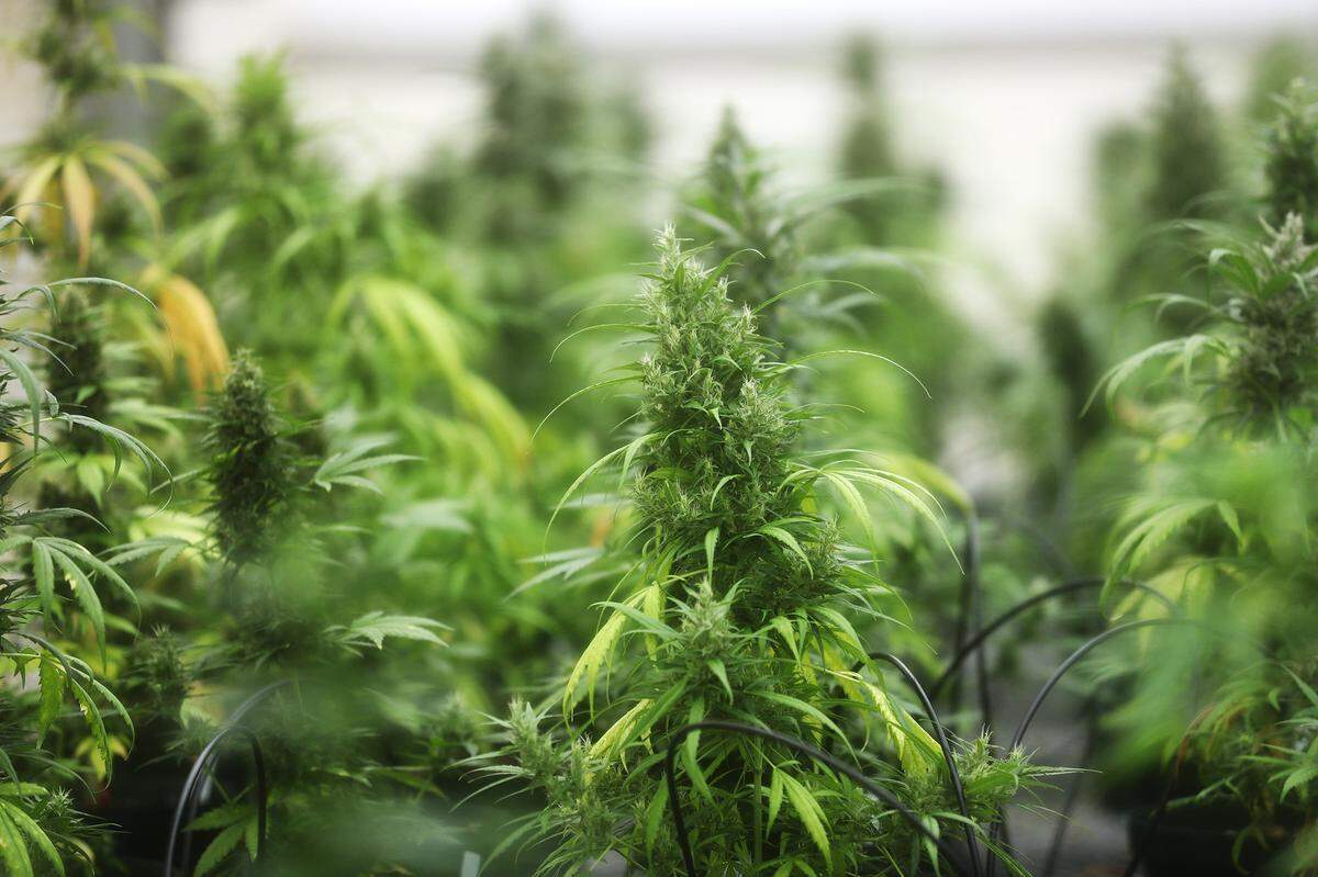 President Donald Trump in December issued an executive order calling for the downgrade of marijuana from a Schedule I to a Schedule III drug. An Idaho lawmaker called the move a “shot across the bow,” but said the Legislature opposed the move.