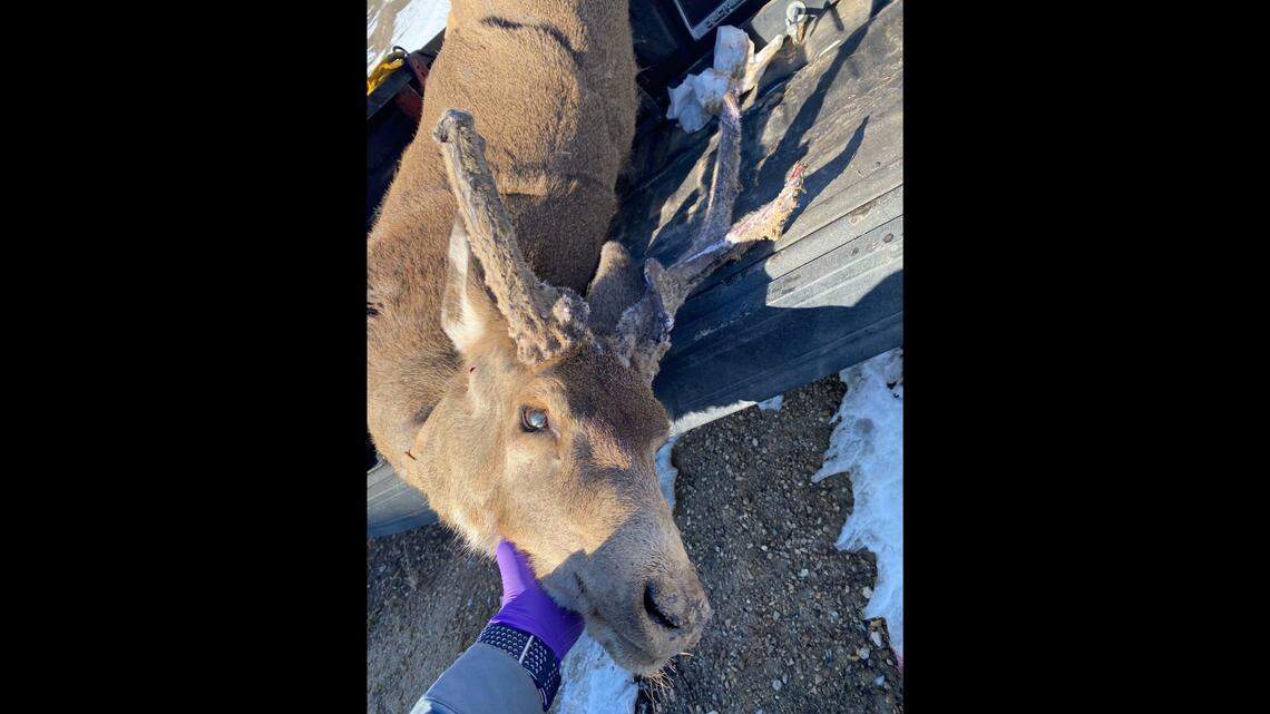 A poached deer was shot dead in Boise. Now Idaho Fish and Game wants public’s help