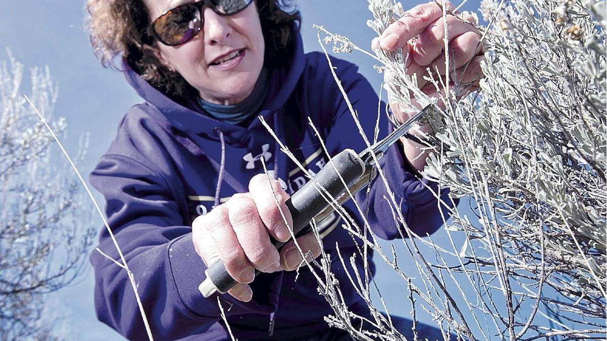 Carolyn Dadabay clips a sprig of Wyoming sagebrush near Bonneville Point to go to her lab for testing. She recently won a big research grant.
