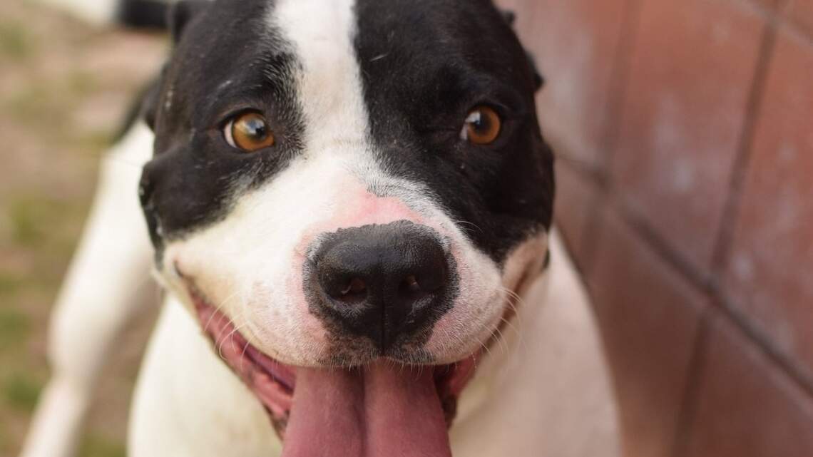 Canyon County Pet of the Week: Kenai