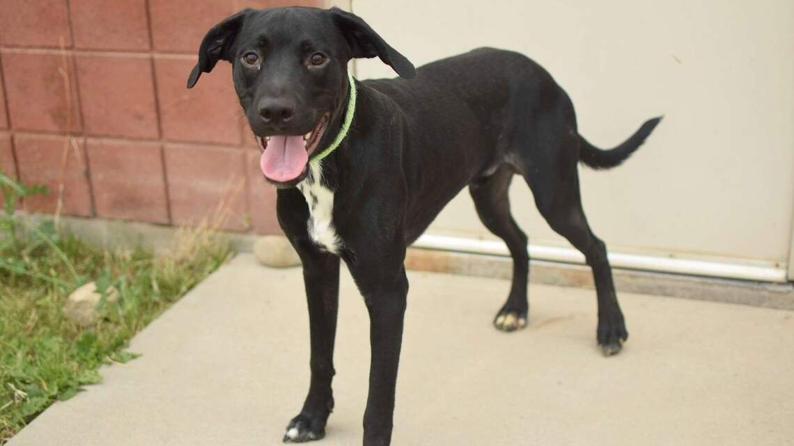Canyon County Pet of the Week: Nino