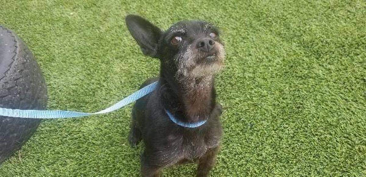 Edward the dog is available for adoption through the Meridian Canine Rescue.