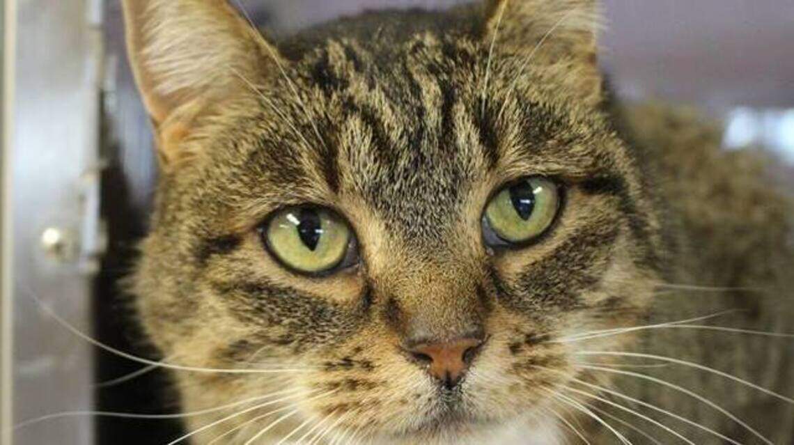 Ada County Pet of the Week: Bella