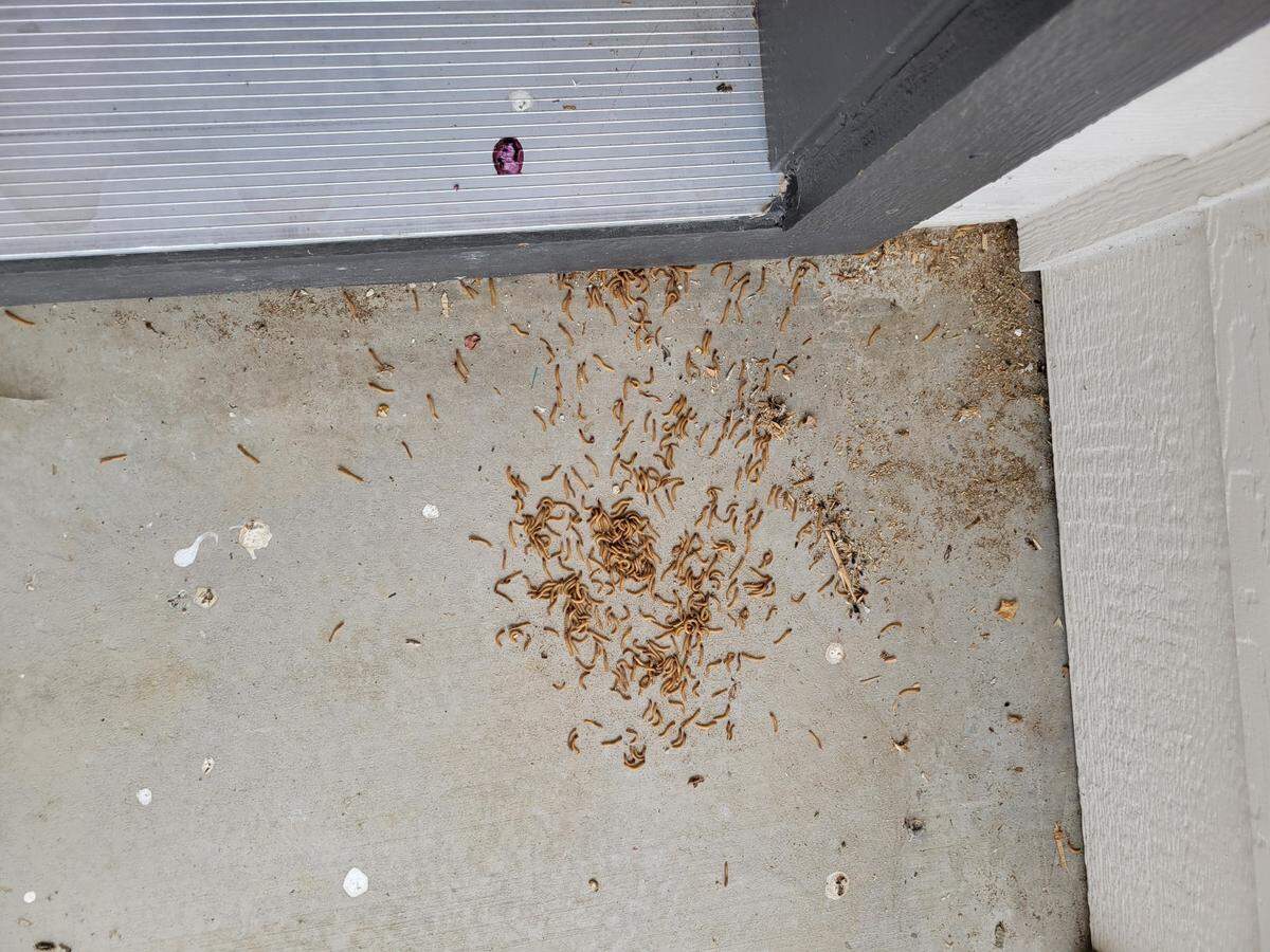Larvae of Opatroides punctulatus Brullé, a Mediterranean darkling beetle, congregate in large numbers at a Treasure Valley resident’s home. The beetle has been documented in Idaho for the first time by University of Idaho entomologist Armando Falcon-Brindis.
