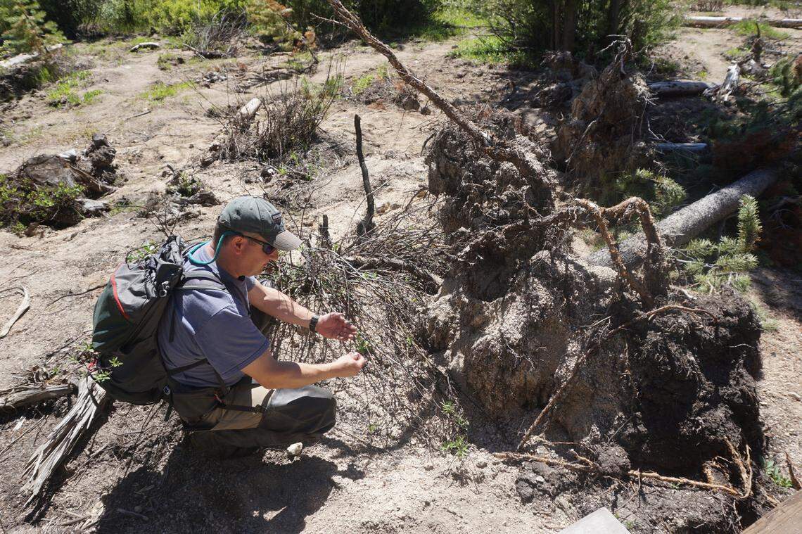 Claudio Berti, director of the Idaho Geological Survey, inspects the roots of a fallen tree on the shore of Stanley Lake on June 23, 2020. The tree is one of several that fell at the lake following nearby earthquakes that scientists believe caused loose sediments to shift and behave as liquids – leaving the roots of the trees untethered long enough to topple them.
