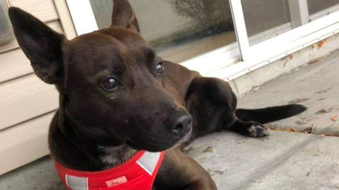 Meridian Pet of the Week: Boots