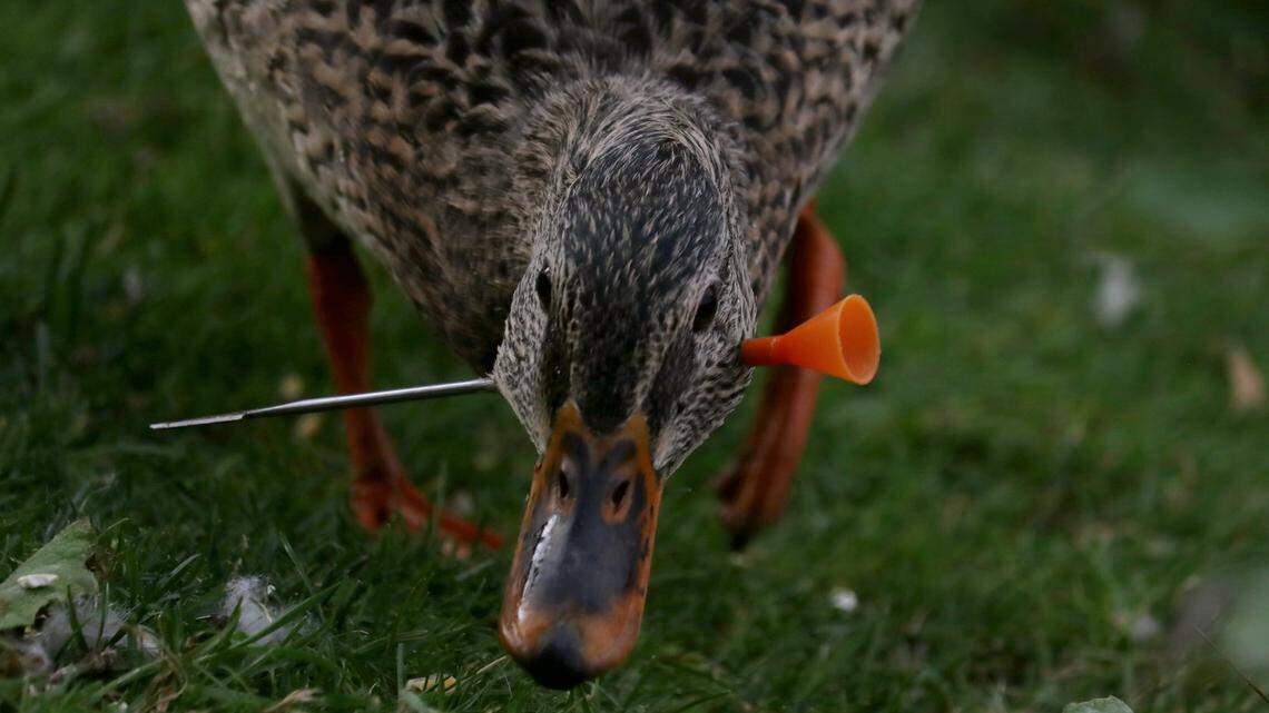 At least three ducks and two geese that had been hit by blow darts were discovered Wednesday at Boise’s Julia Davis Park.