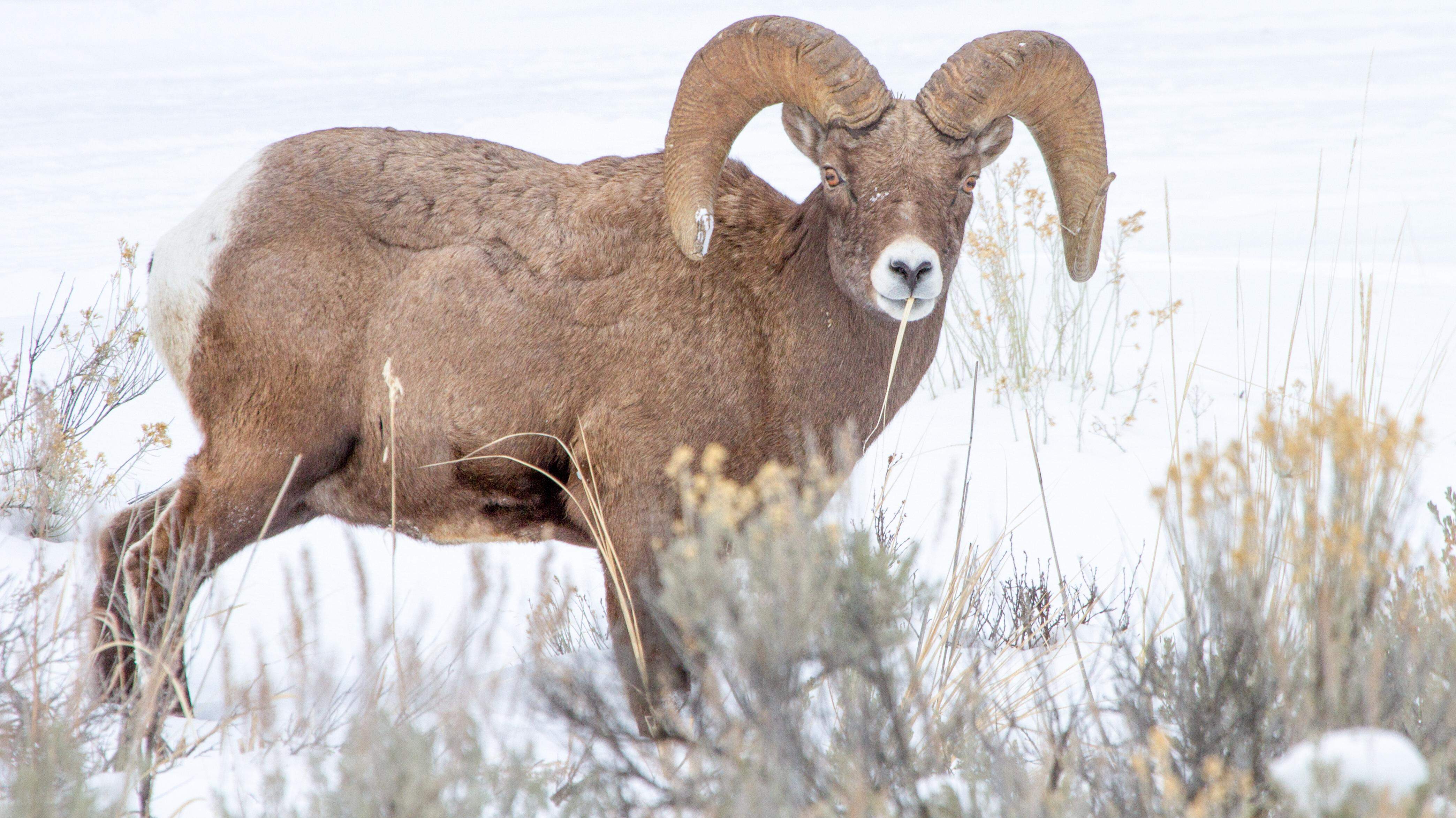 $2,700 reward for info on bighorn sheep shot by poacher in Idaho mountains
