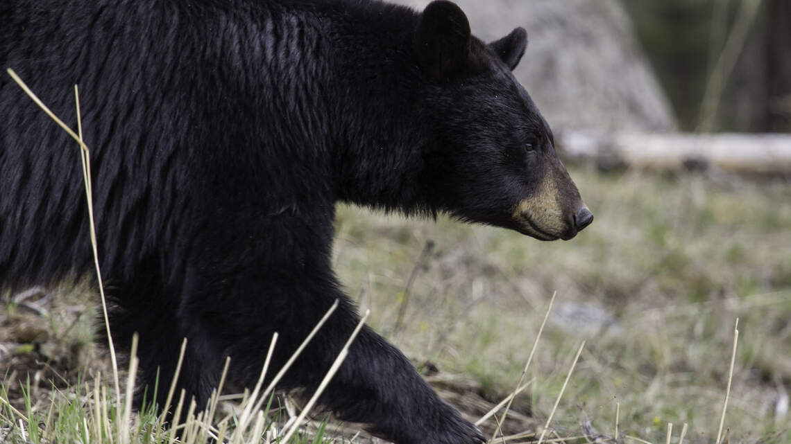 What’s with all the bears on the Coast? Here’s what an expert has to say