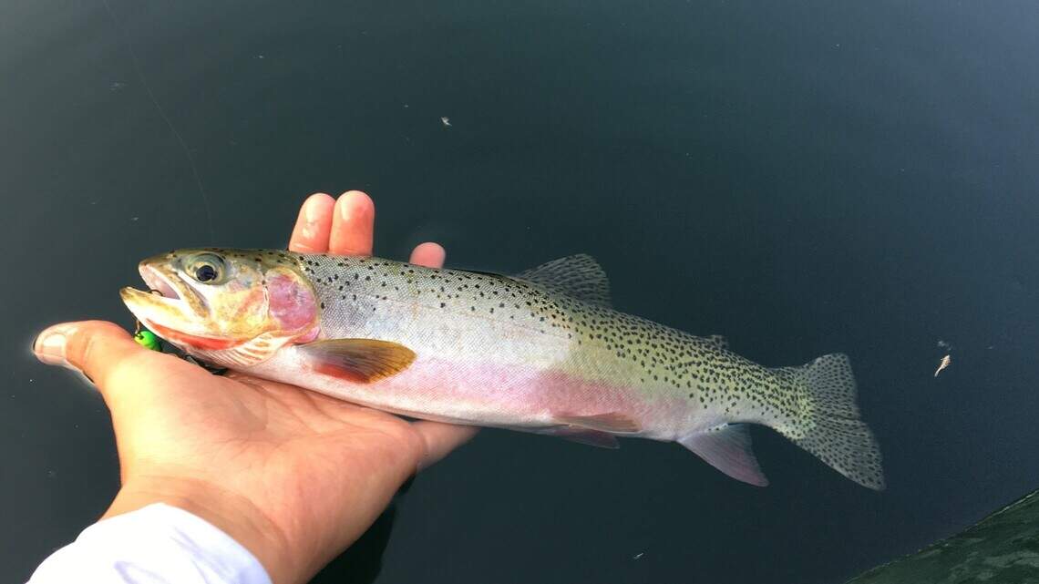 It’s alpine lake season for Idaho anglers. Here’s how to make the most of it