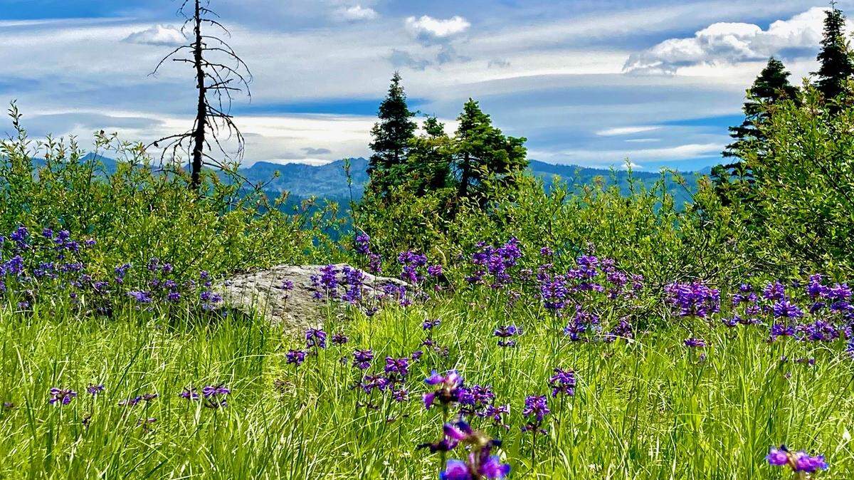 A view from a piece of endowment land near McCall that’s the subject of a possible land transfer or sale.