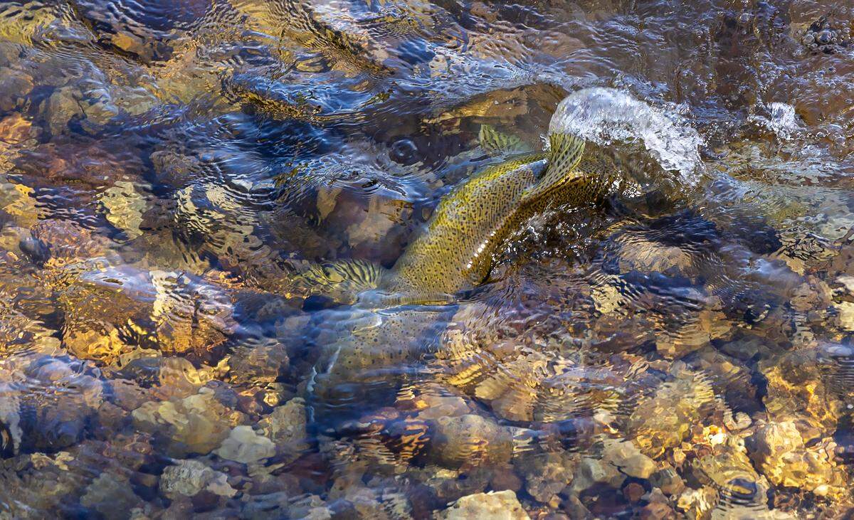 Chinook salmon, like this spawning female in a shallow stream near McCall, have spiritual significance for members of the Nez Perce Tribe. The species is potentially further threatened by a proposed gold and antimony mine in Central Idaho.