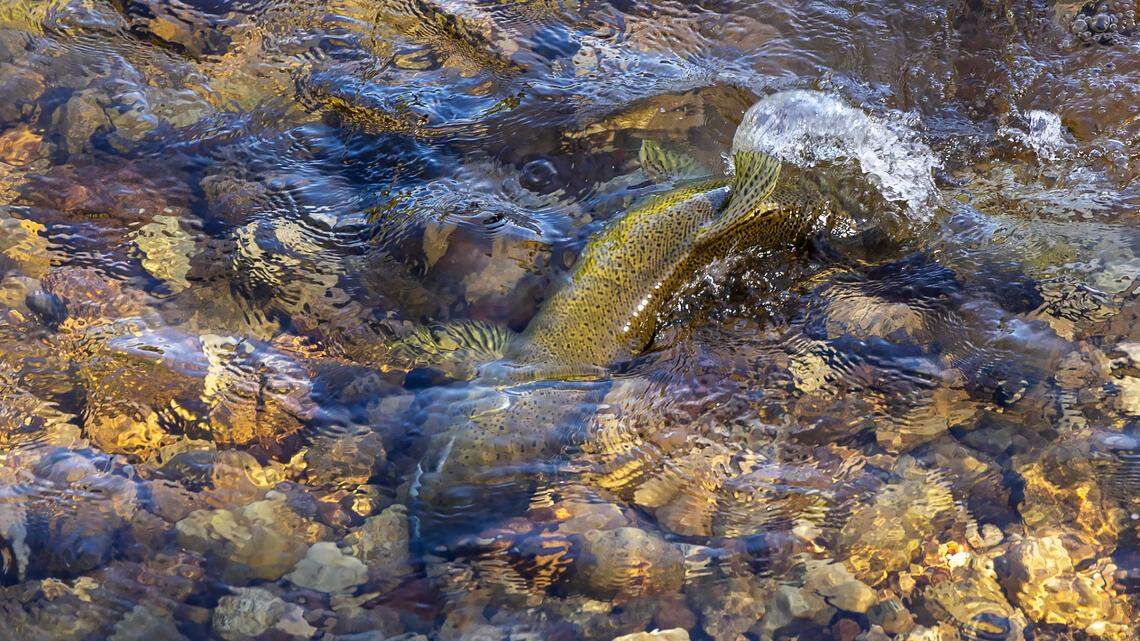 Dams on the Snake River are killing salmon and, ultimately, orcas. Don’t stop removal | Opinion