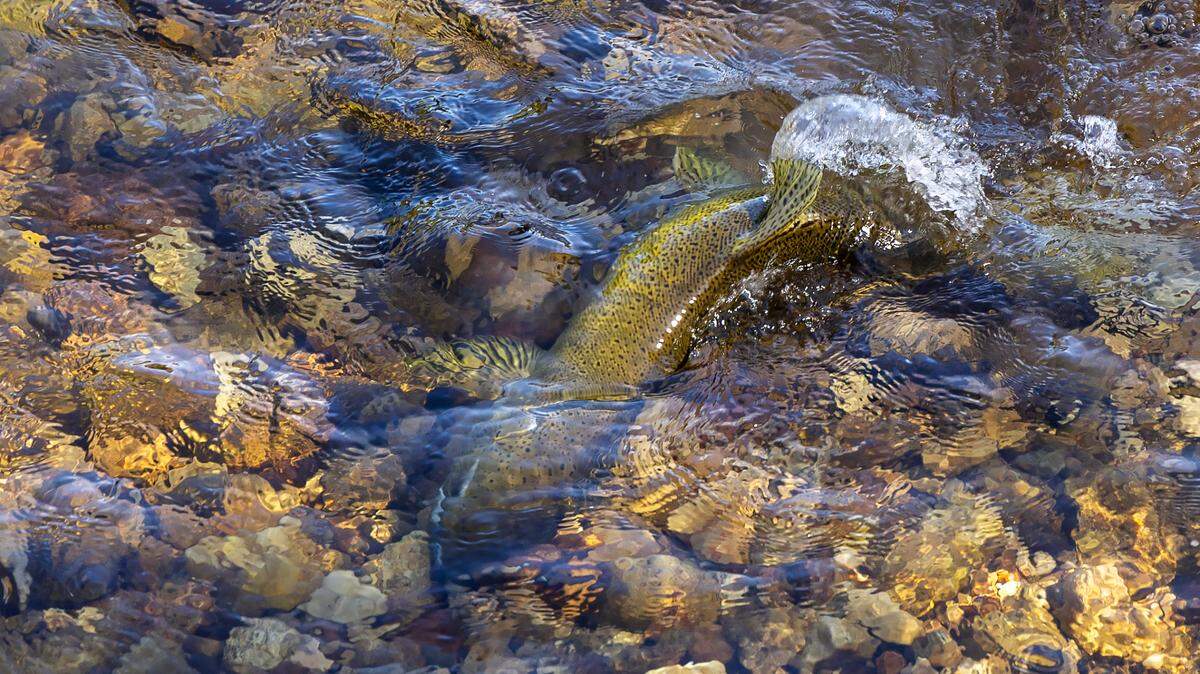 A Chinook salmon spawning in a shallow stream near McCall.
