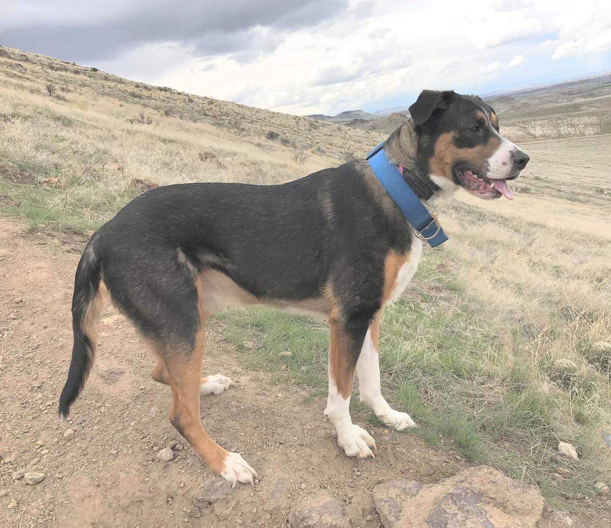 Kitty the dog is available through the West Valley Humane Society.