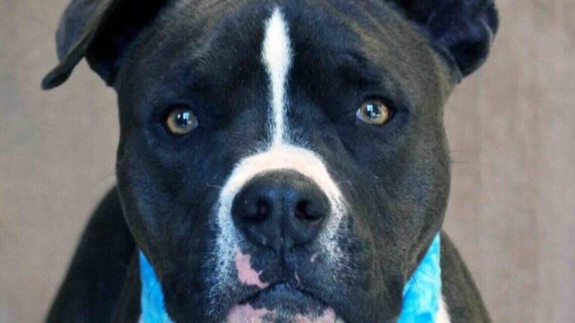 Ada County Pet of the Week: Zorro