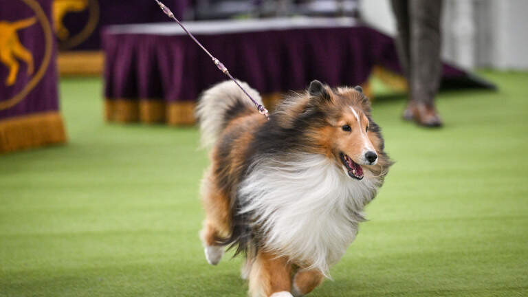 From Nampa, Idaho, to Westminster: Local woman gets to judge top dogs