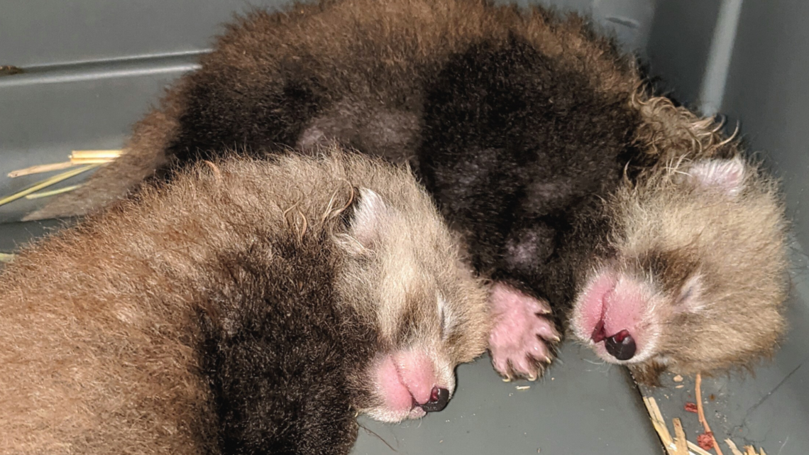 Twin red pandas born at Zoo Boise. Naming rights will go to the highest bidder