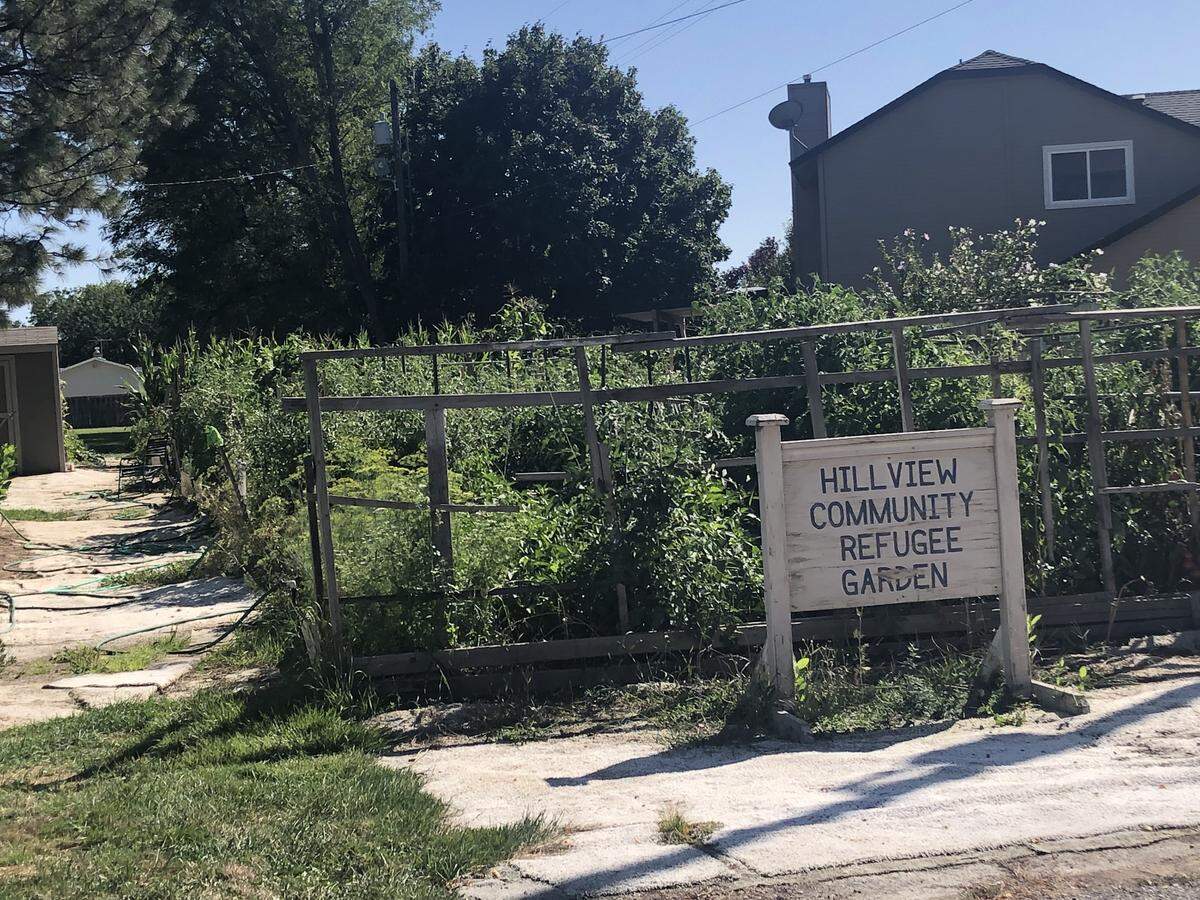 Refugee families grow vegetables in a garden behind Hillview United Methodist Church on Ustick Road in Boise. Thieves made of with as many as a dozen bags of fresh produce last week.