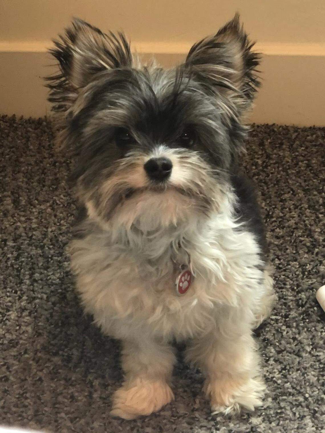 Sadie Shelton’s Yorkshire terrier, Tucker, was attacked and killed by a coyote in the Lower Hulls Gulch area of the Boise Foothills on Sunday, June 6, 2021.